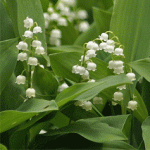 Origin of 1st May, Labour Day, and the French Tradition of giving some Lily of the Valley 